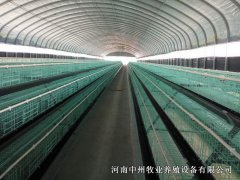 规模化蛋鸡笼养殖的优势