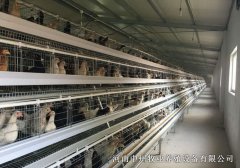 笼养蛋鸡笼鸡粪的处理方法