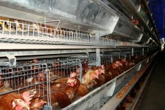 肉鸡笼养鸡设备养鸡不同阶段的防病重点