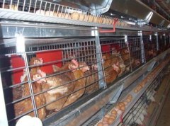 蛋鸡笼厂家分析蛋鸡缺钙原因