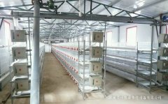蛋鸡笼厂家分析鸡病反复的原因