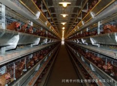 蛋鸡笼养鸡群发病期的管理要点