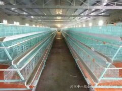养鸡业一直在讨论的鸡笼的“饲养管理”