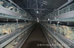 鸡笼养鸡使用简易棚还是标准化建设？
