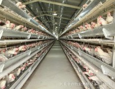 鸡笼厂家讲鸡群发病期的管理方法