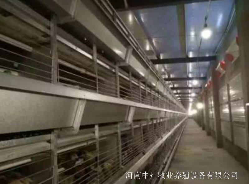 蛋鸡笼