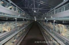 鸡笼厂家讲述喂养鸡的玉米发霉了怎么办
