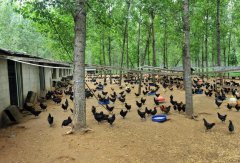 夏季鸡笼养鸡要注意的六点，其中第五点最重要