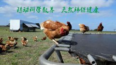 福利鸡笼到底是怎么回事？福利鸡笼有什么好处