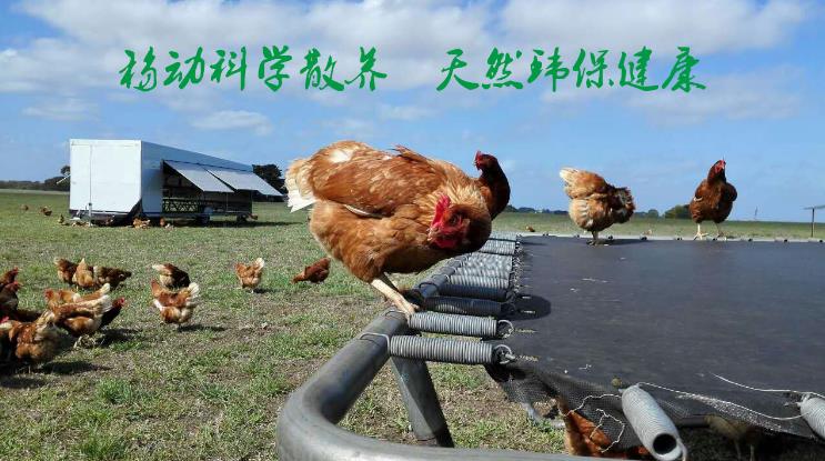 福利鸡笼
