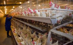 蛋鸡笼厂家讲述预混料选择应注意些什么