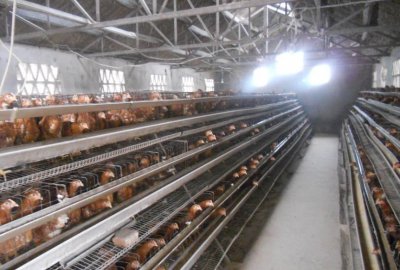鸡笼厂家讲诉养殖场内灯泡频闪对蛋鸡的危害