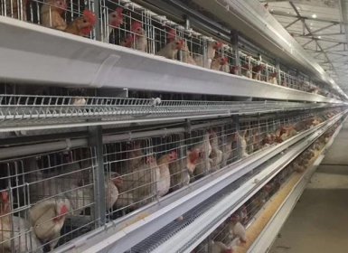 鸡笼养鸡防止疾病传播途径