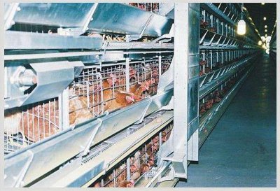 鸡笼养鸡对室内空气环境的要求