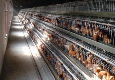 蛋鸡笼厂家教你如何选购好饲料