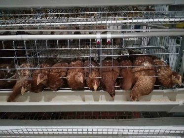 蛋鸡笼养鸡需要知道的防疫要点