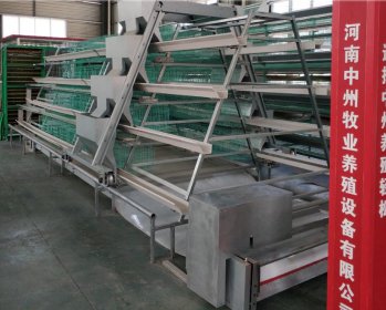 蛋鸡笼养殖需要学习的因素