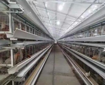 蛋鸡笼厂家讲述蛋鸡无高峰期原因