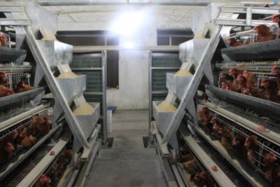 蛋鸡笼养鸡鸡需要哪些矿物元素