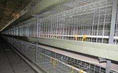 鸡舍建造的鸡笼使用合理设计
