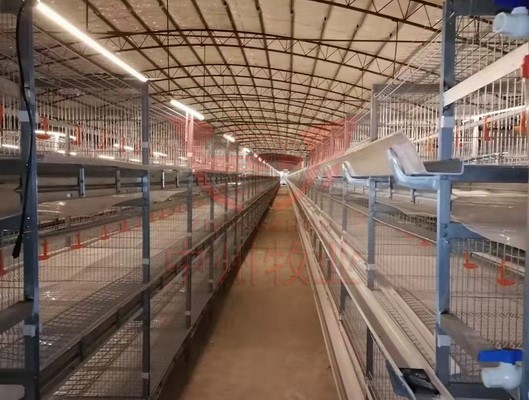 肉鸡笼