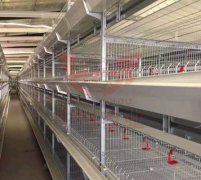 养鸡设备饲养的过程中，养殖户应该注意的养管