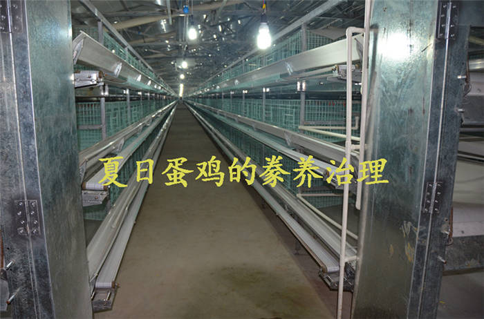 养鸡设备-中州农牧科技